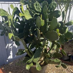 Large Healthy Cactus 
