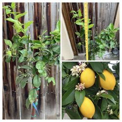Fruiting Semi Dwarf Improved Meyer Lemon Grafted Fruit Tree Non GMO 5 Gallon Pot