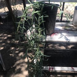 String Of Bananas