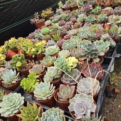 Echeverias & Succulent 