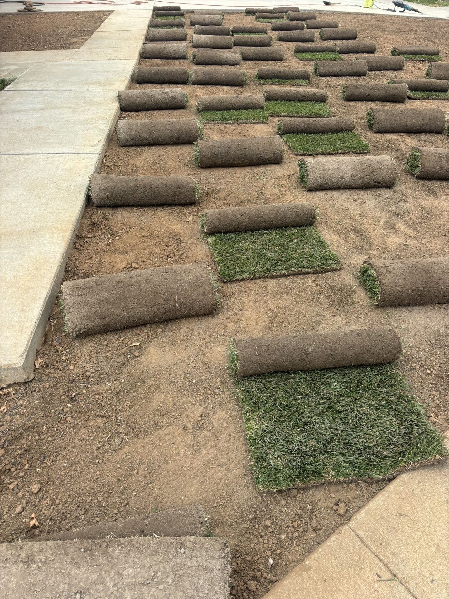Sod Fescue