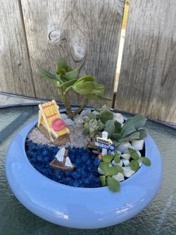 Succulent Arrangements 