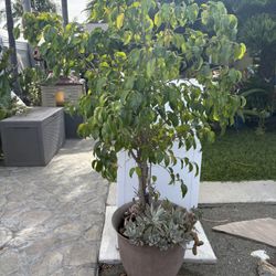 5Ft. High Ficus Tree…..Please Read Description!
