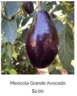 Grande Mexicola Avocados