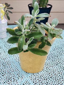 Beautiful Succulents on ceramic pot $17