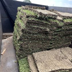 St Augustine Sod