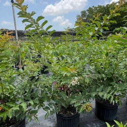 🤍 Plant: Queenmoro White