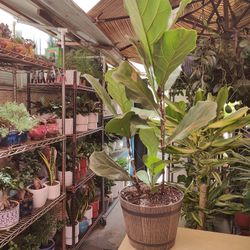 Indoor Plants