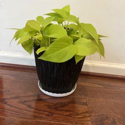 Indoor plants- Neon Pathos with plastic pot