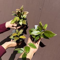 4” Hoya Sunrise (price Is For Each )