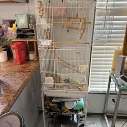 Bird Cage 