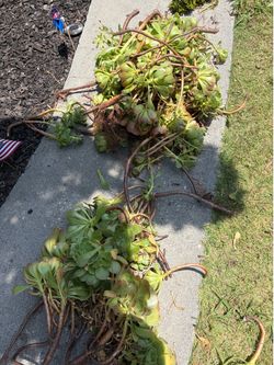 TONS of healthy succulent and ice plant cuttings!