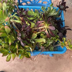 A Collection Of Succulents