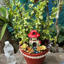 Succulent Pot Arrangements 