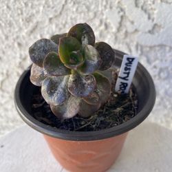 4 Inch Pot Succulent Plant - Dusty Rose - Echeveria Gigantea Rose - Rooted & Established - Drought Resistant - 🪴 