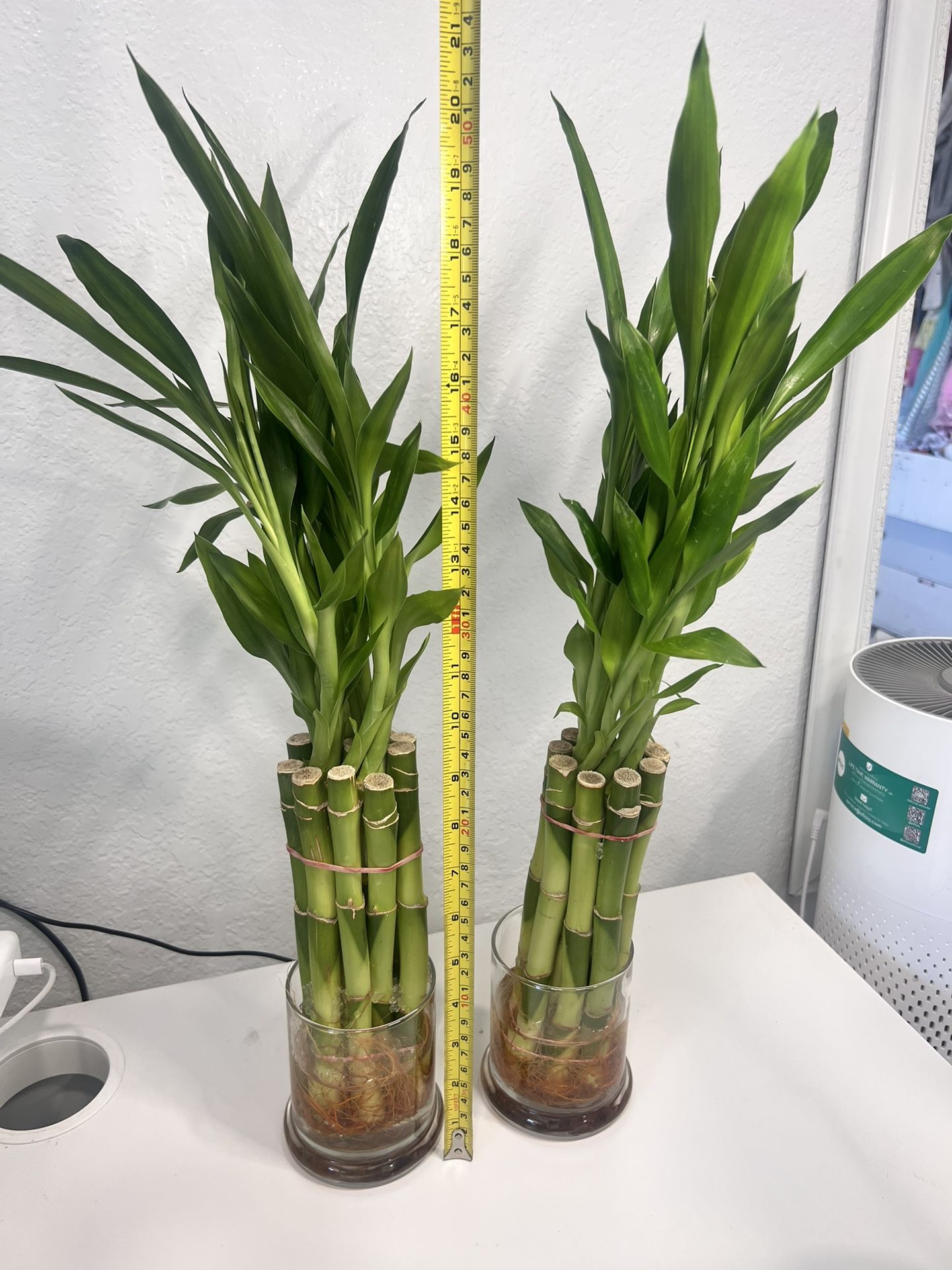 Bundle Of 10 Lucky Bamboo Plant (20inch Tall Total Height)