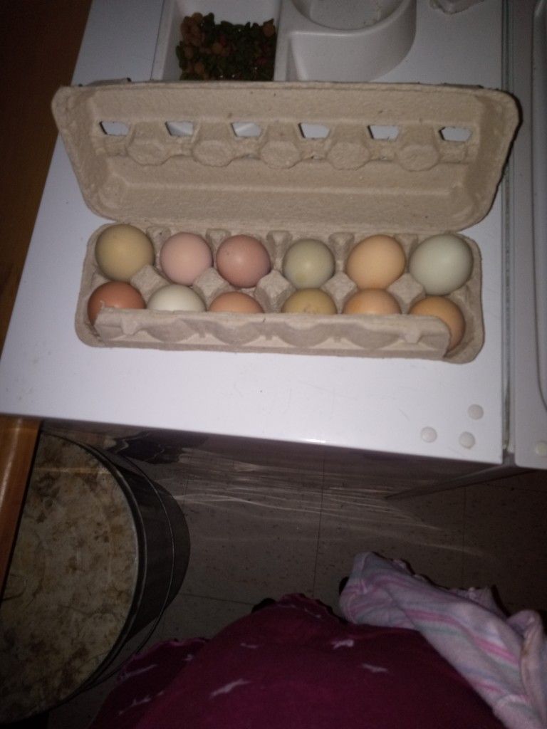 Fresh Eggs