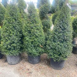 Topiary Cono