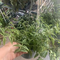 Hoya Bella Plants