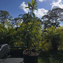 Sherry Loquat 7 Gallon