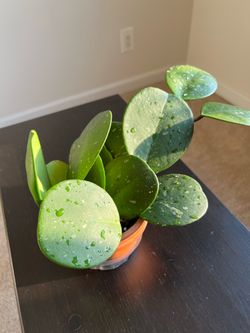Potted Plant: Hoya Obovata Splash