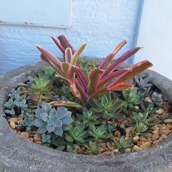 Potted Succulent And Bromeliad 