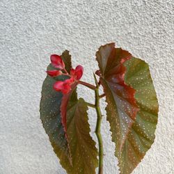 Begonia Lercerna Plant 