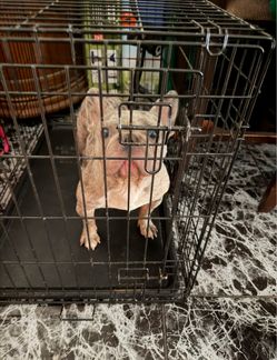 Vibrant Life One-Door Dog Training Crate large