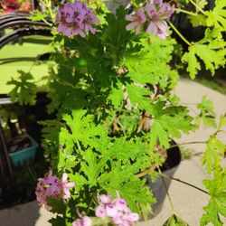 Large Citronella Or Mosquito 🦟 Repellent Plant 