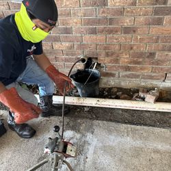 Plumeria En Gerneral 