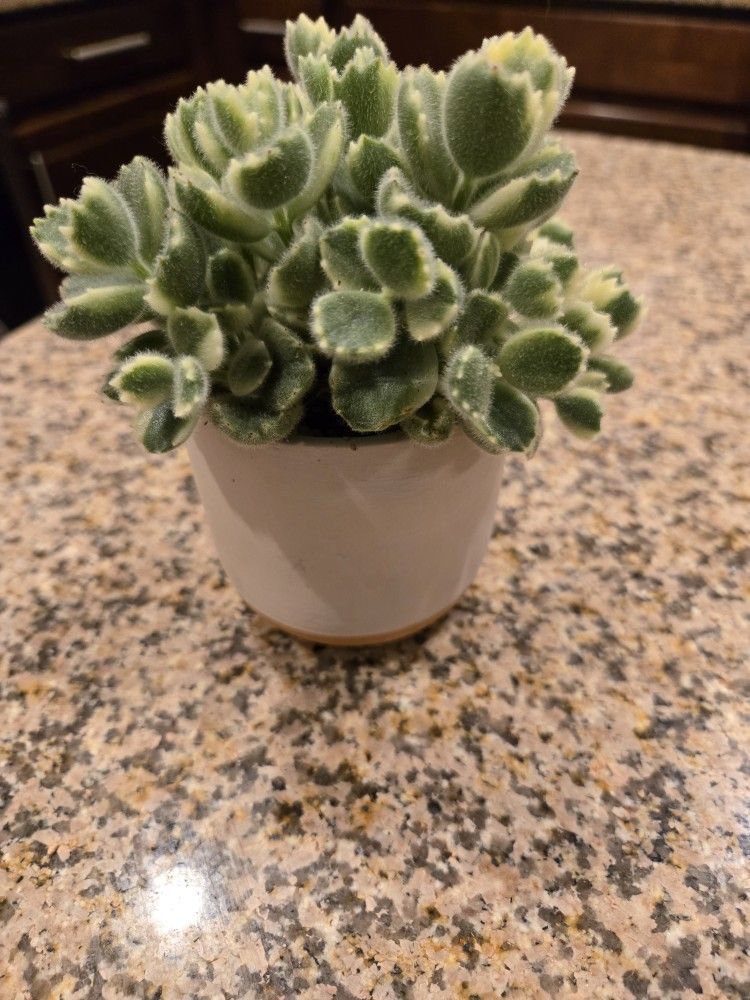 Varigated Bear Paws - Succulent