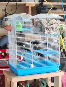 Two brown mice hand tamed