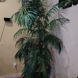 Artificial Plant/ Indoor Plant 
