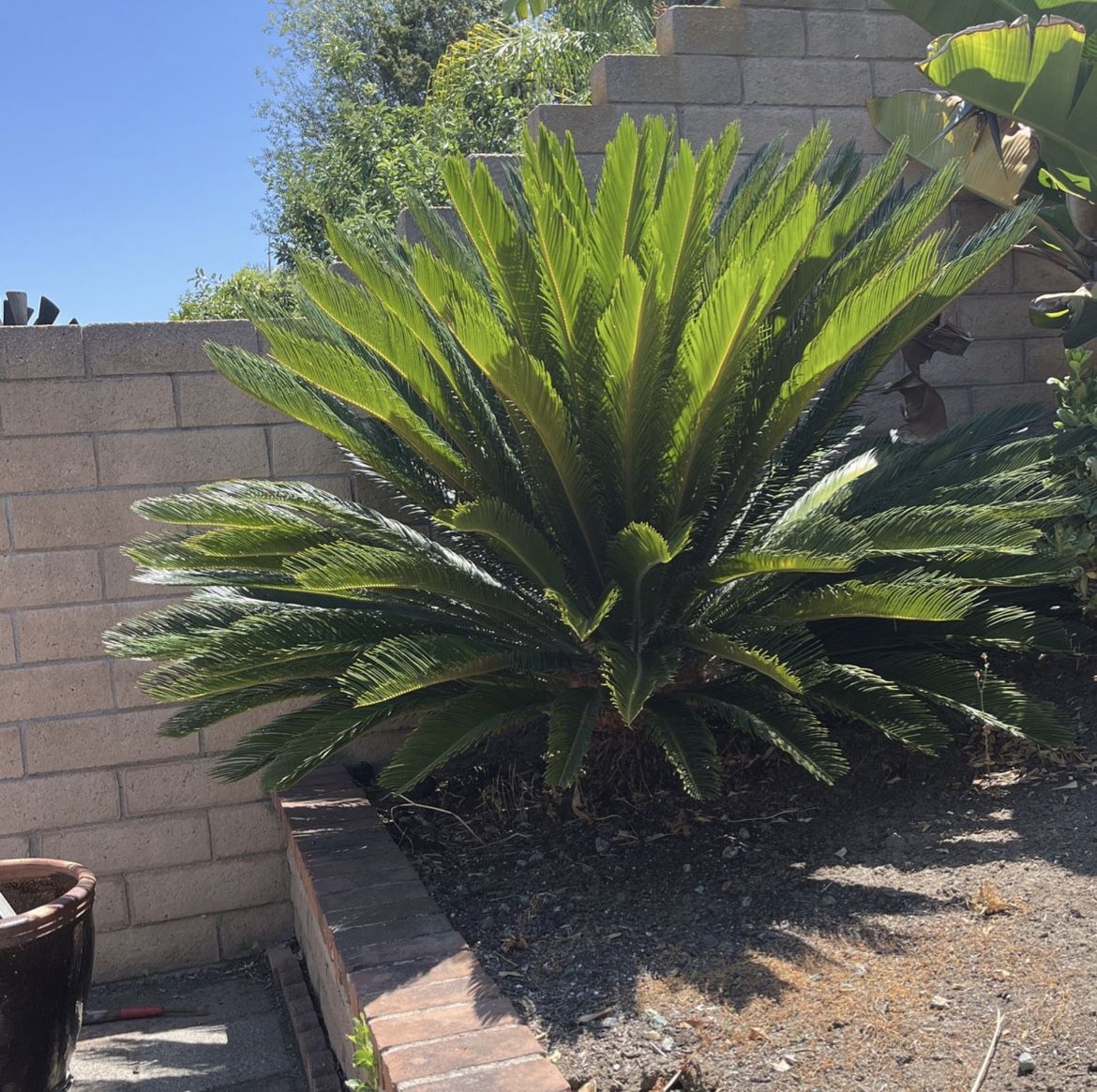 Sego Palm Tree - Yard Decoration