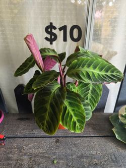Jungle Velvet Plant