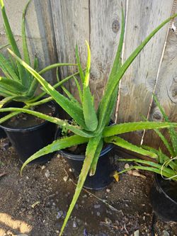 Aloe Vera $7 each