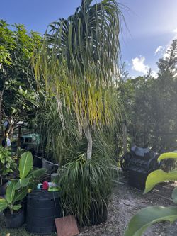 2 Pony Tail Palms 20 Years Old!