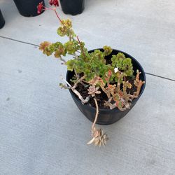 Geraniums 