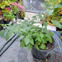 Jalapeño Plant 