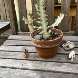 White Ghost Succulent Plant 