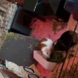 Guinea Pigs 