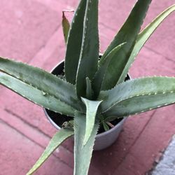 Plantas