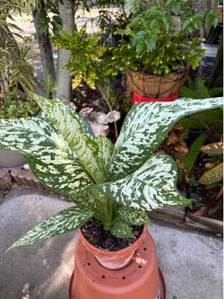Plant for sale 🪴❤️
