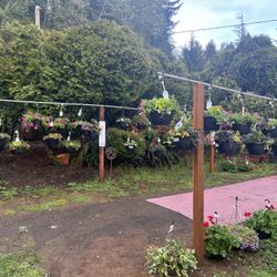 Deidras bloomers Nursery 