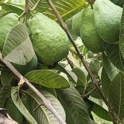 Guayabas Blancas Y Rositas.     2$    Libra 