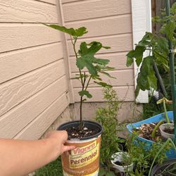$5 Fig Plant