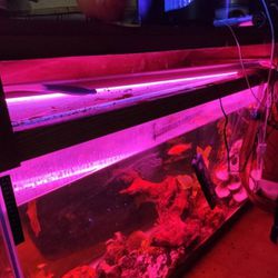 90gal Fish Tank With Canopy And Supplies