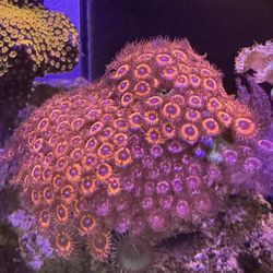 Fake Red Aquarium Decoration 