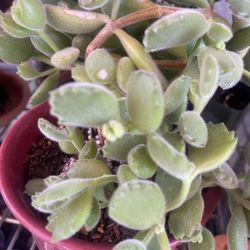 Bear's Paw 🐾 en maceta de cerámica. Su precio es $15