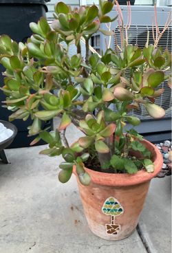 Beautiful jade bonsai with terracotta pot about 2 ft tall.